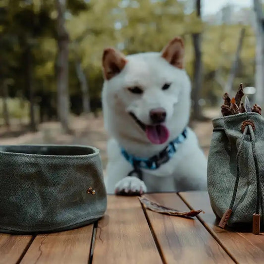Why Waxed Canvas is the Best Material for Dog Accessories