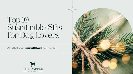 10 Sustainable Gifts for the Eco-Conscious Dog Lover