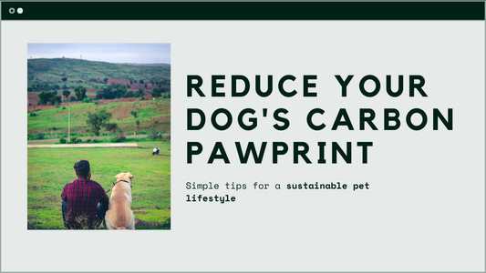 10 Ways to Reduce Your Dog’s Carbon Pawprint