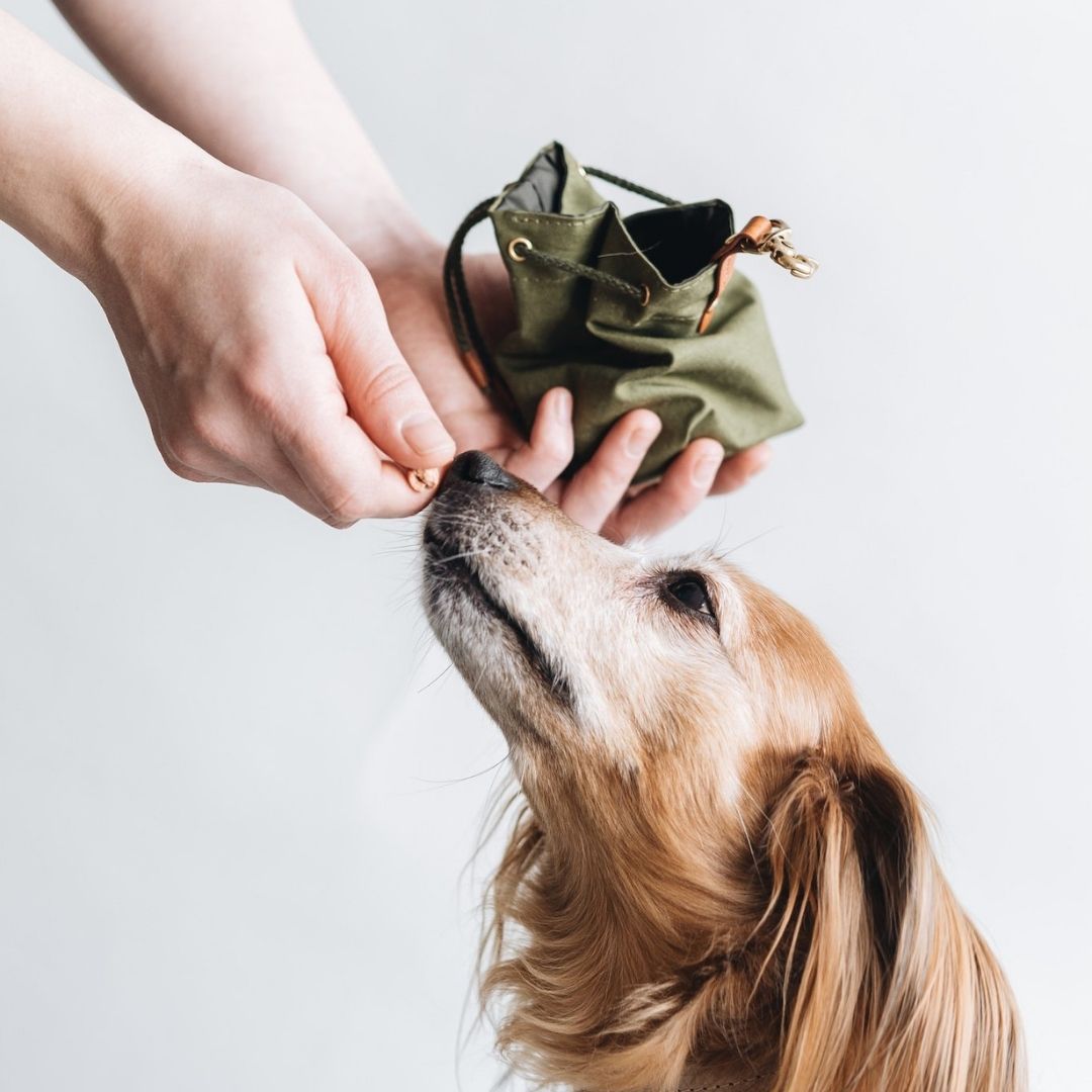 Green Waxed Canvas Treat Bag - Canvas Treat Bag - The Dapper Dog Club