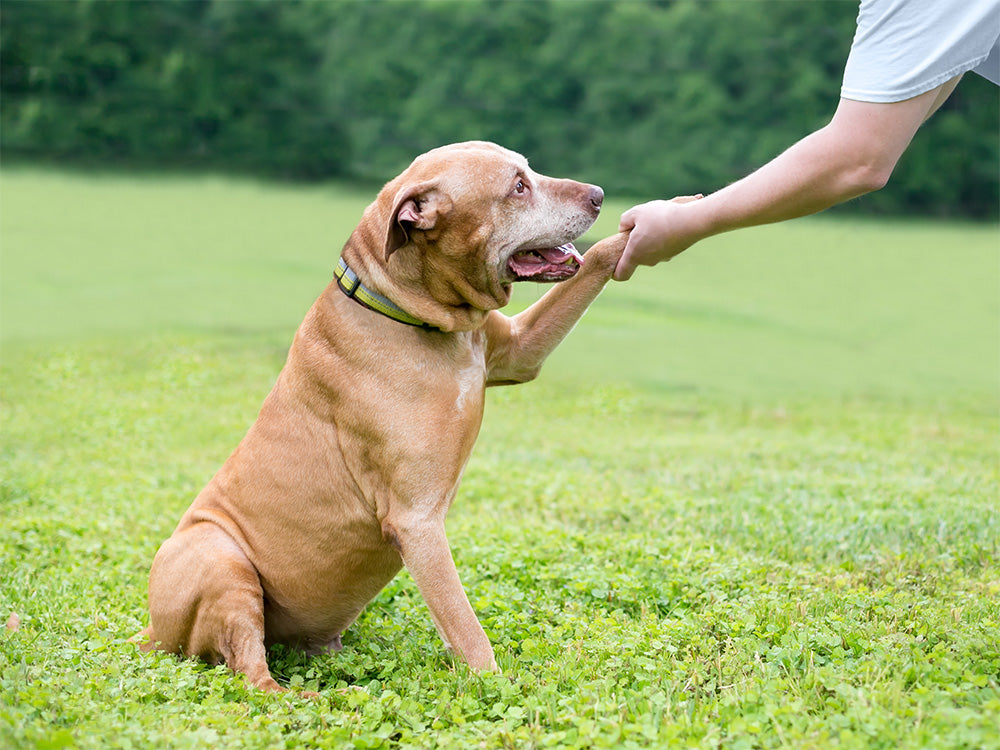 Training for Aging Dogs: Adjusting Approaches