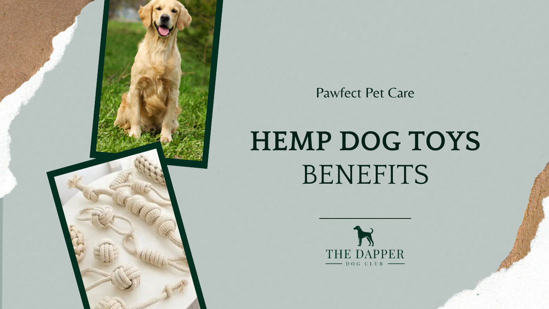 The Benefits of Hemp Toys for Dogs