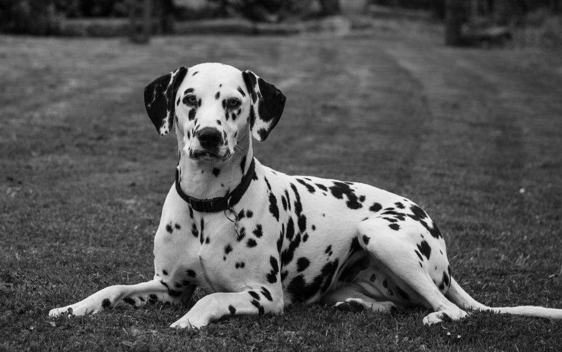 Dog Breed: Dalmatian
