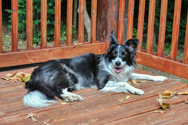 Dog Breeds: Border Collie